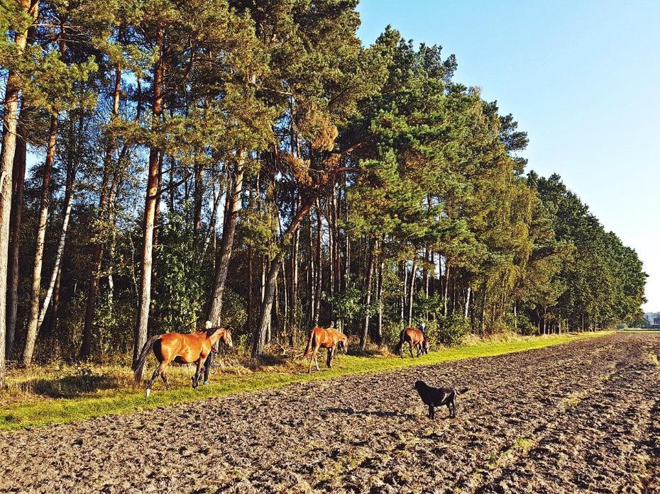 Agroturystyka Pod Modrzewiami Nowy Tomyśl Eksteriør bilde